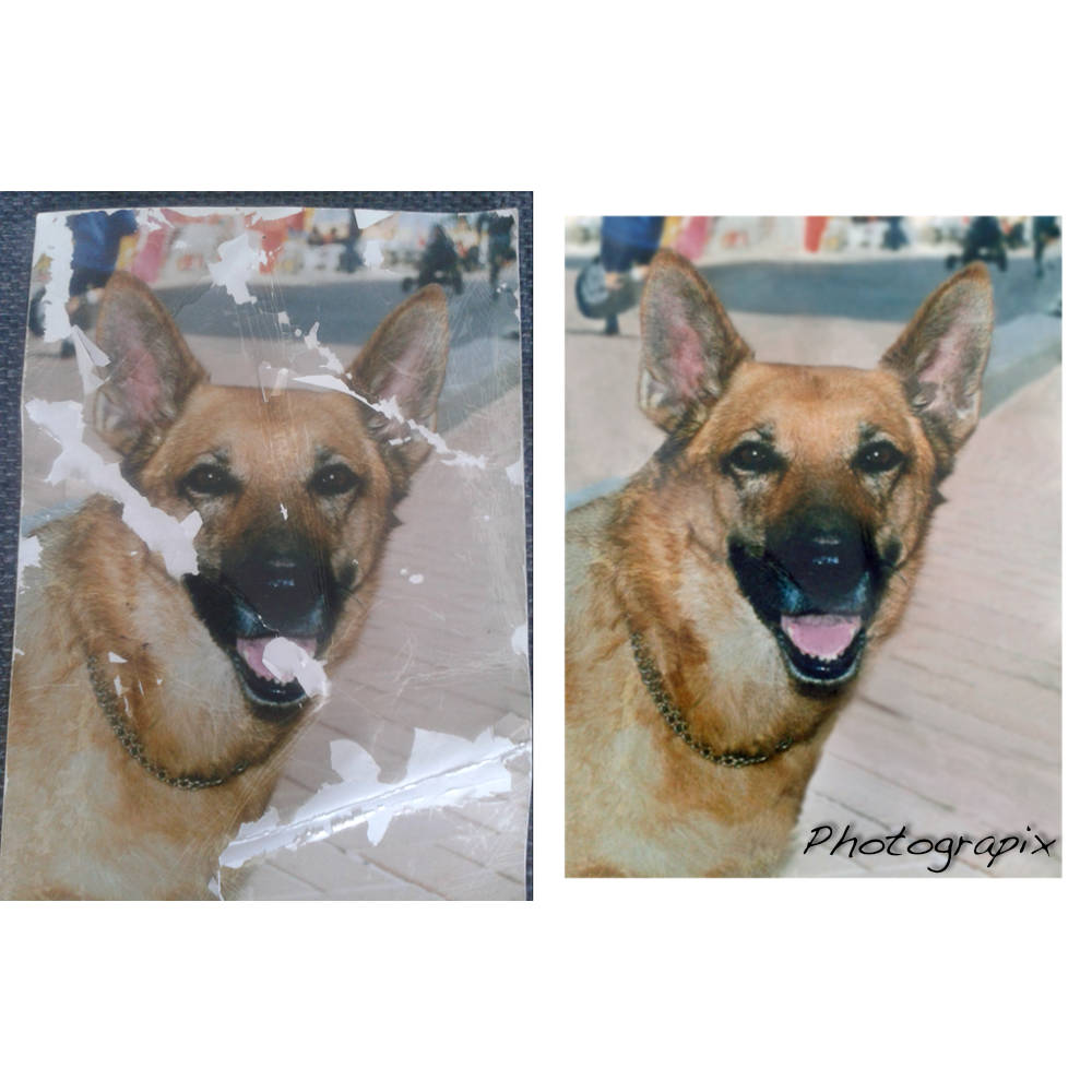 Restauration photo chien